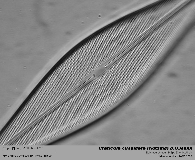 Craticula cuspidata (Kützing) D.G.Mann #3377