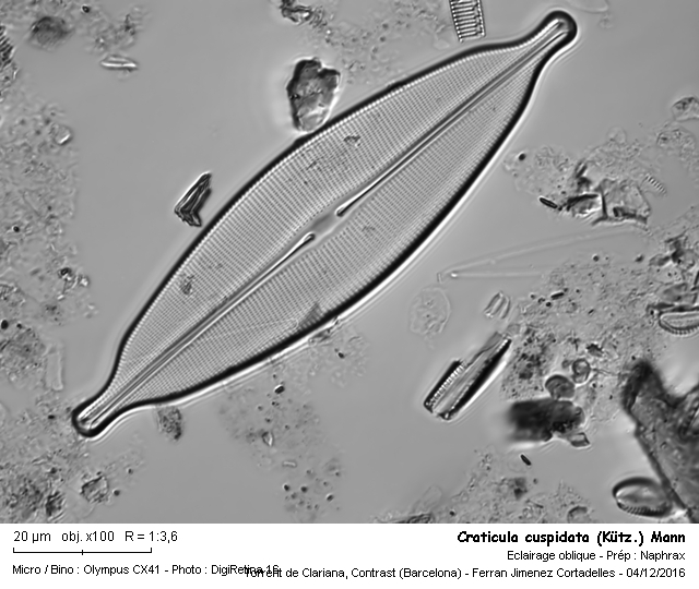 Craticula cuspidata (Kütz.) Mann 1990 #47914