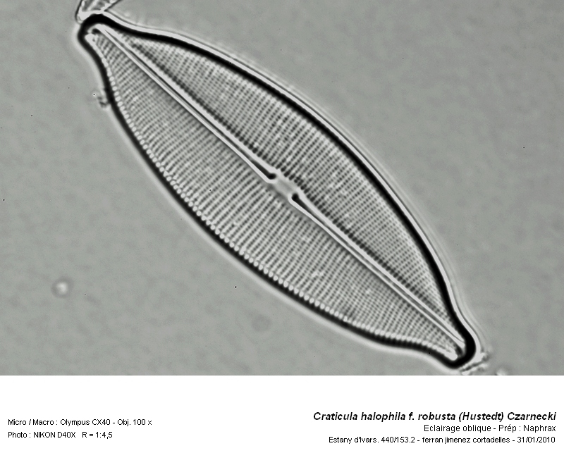 Craticula halophila f. robusta (Hustedt) Czarnecki. #14379