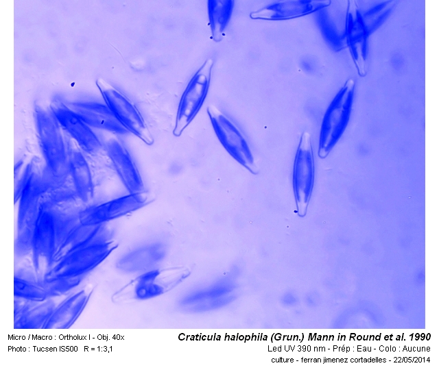 Craticula halophila (Grun.) Mann in Round 1990 #38196