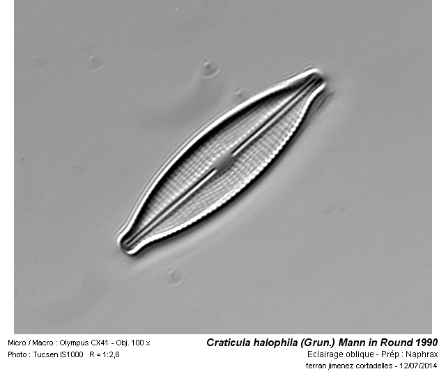 Craticula halophila (Grun.) Mann in Round 1990 #38194