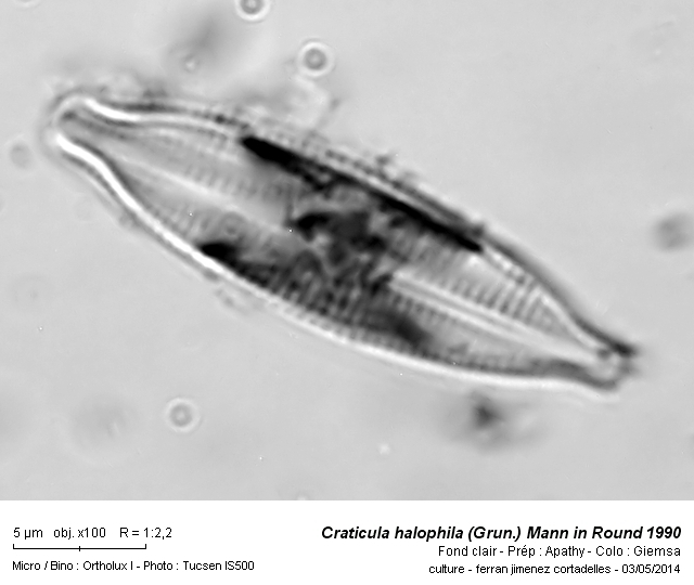 Craticula halophila (Grun.) Mann in Round 1990 #38197