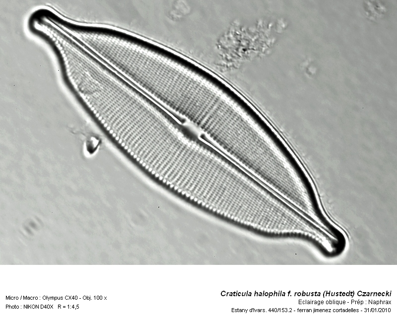 Craticula halophila f. robusta (Hustedt) Czarnecki. #14380