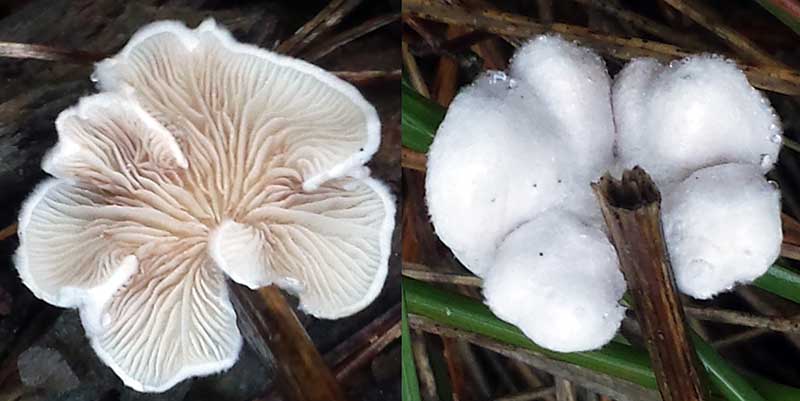 Crepidotus variabilis #42514