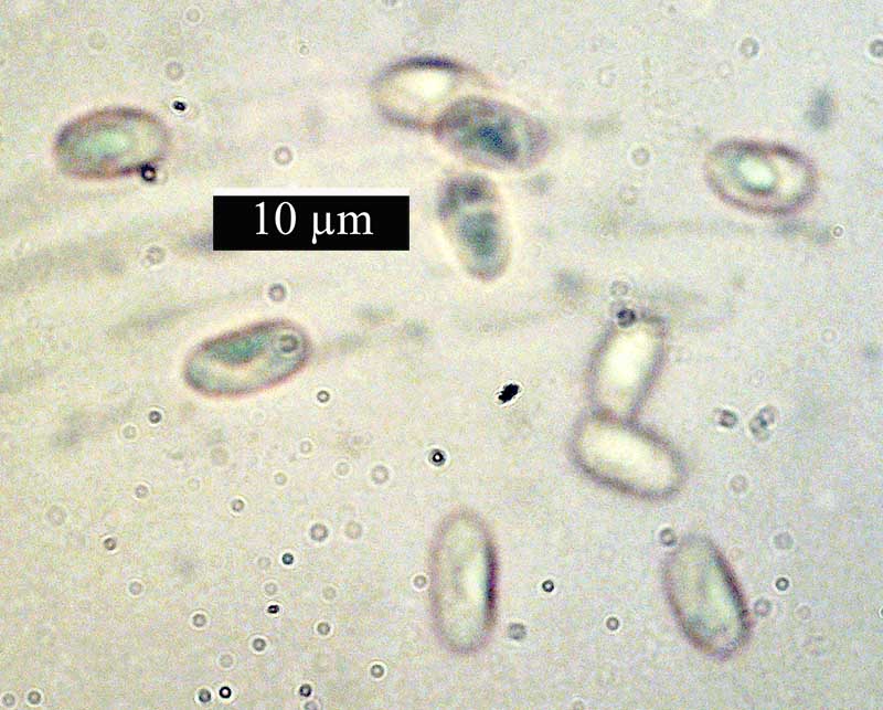 Crepidotus variabilis #42515
