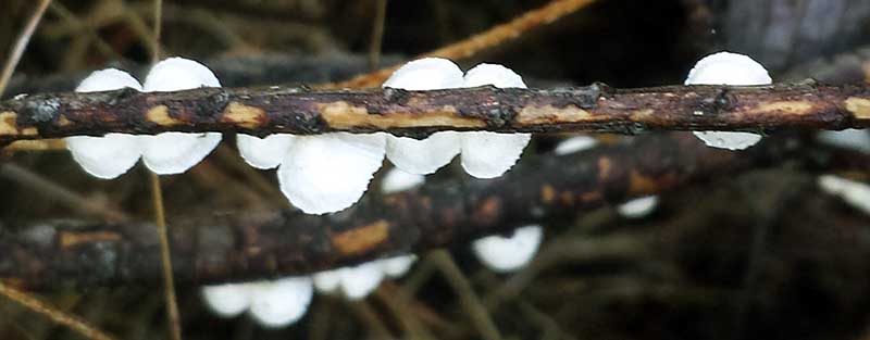 Crepidotus variabilis #42513