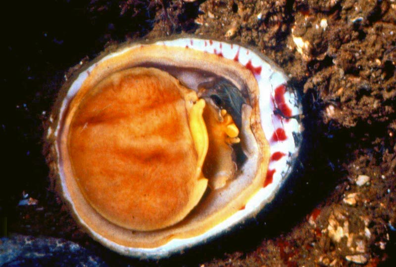 Crepidula fornicata, sa vie, ses oeuvres, sa radula #35728