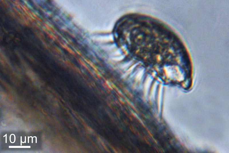 Crepidula fornicata : larves véligères #37142