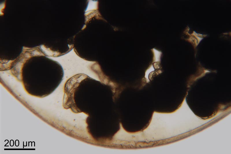 Crepidula fornicata : larves véligères #37139