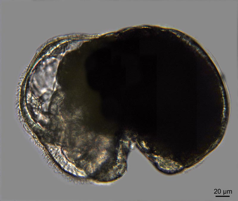 Crepidula fornicata : larves véligères #37141