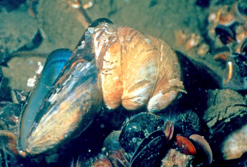 Crepidula fornicata, sa vie, ses oeuvres, sa radula #35726