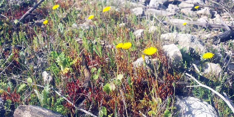 Crepis sancta #49324