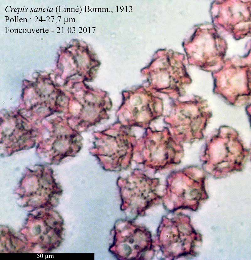 Crepis sancta #49330