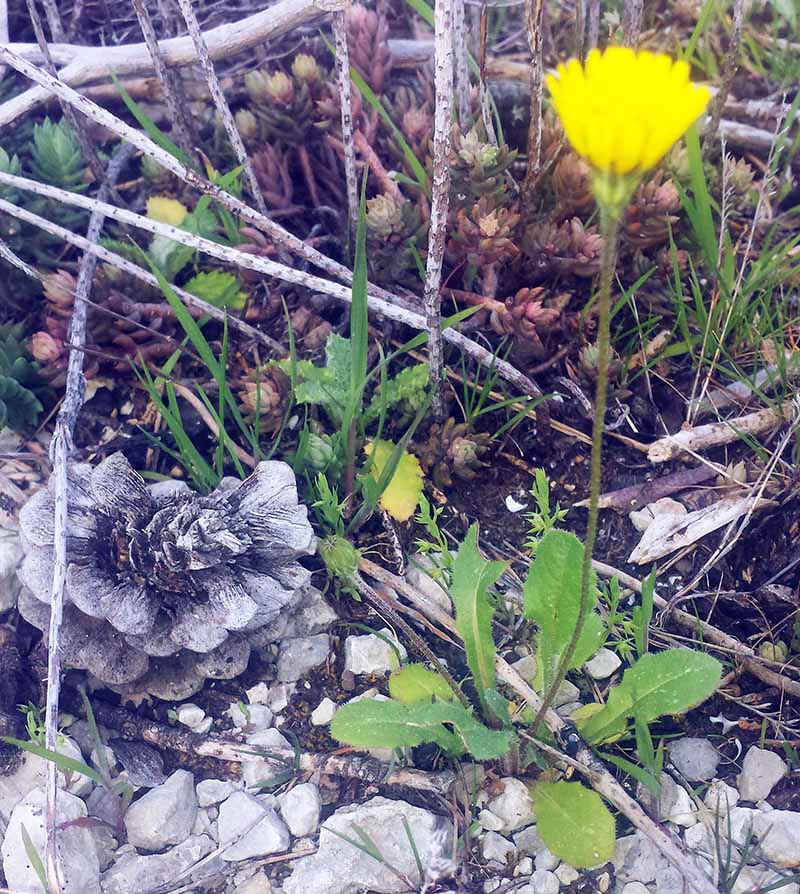 Crepis sancta #49325