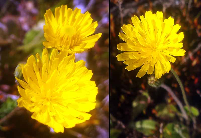 Crepis sancta #49327