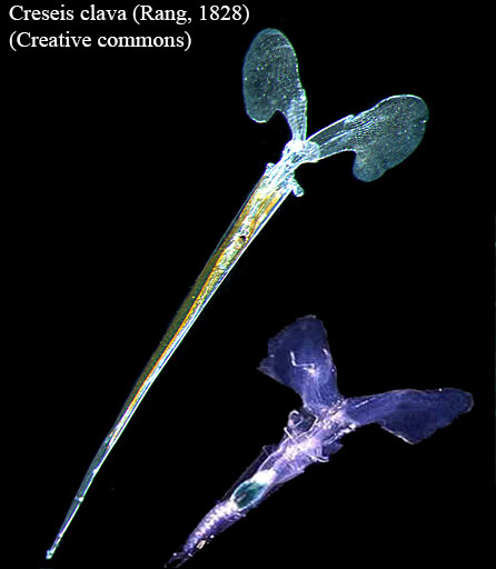 Creseis clava #53593