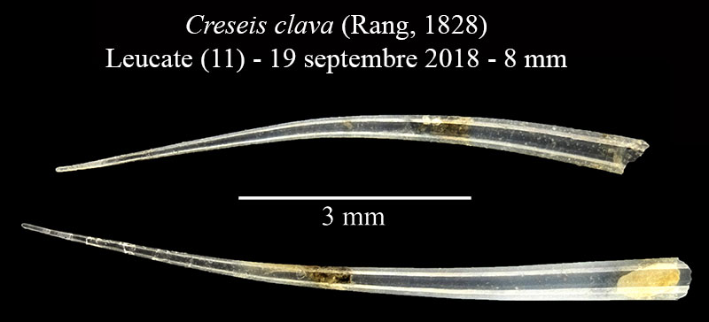 Creseis clava #59278