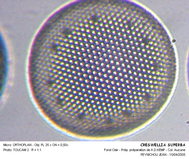 CRESWELLIA  SUPERBA #32163