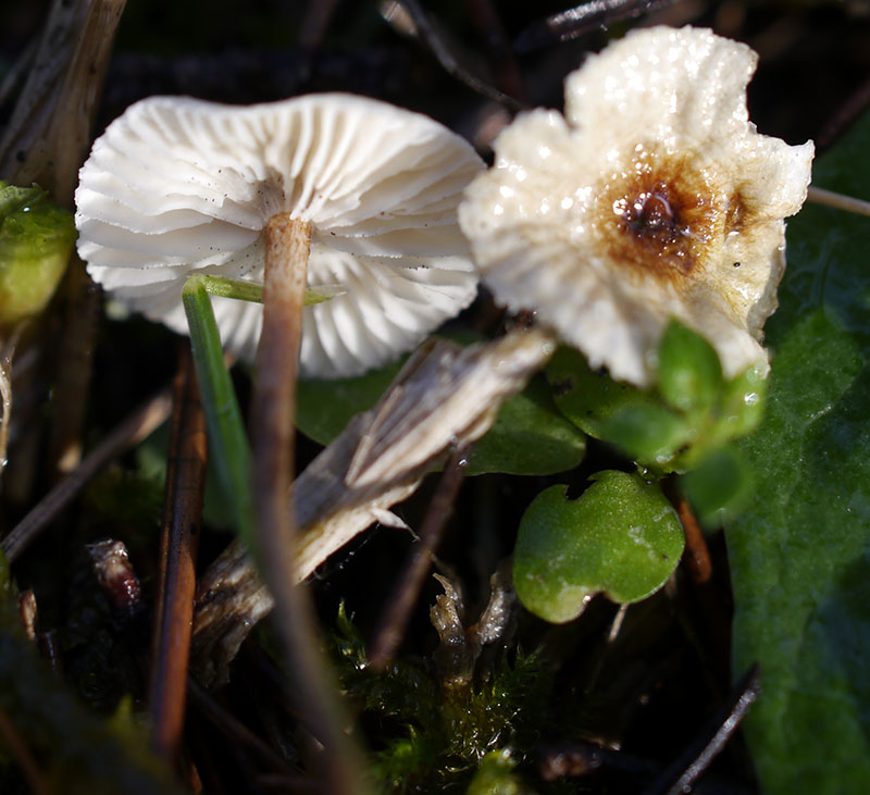 Crinipellis scabella #53447