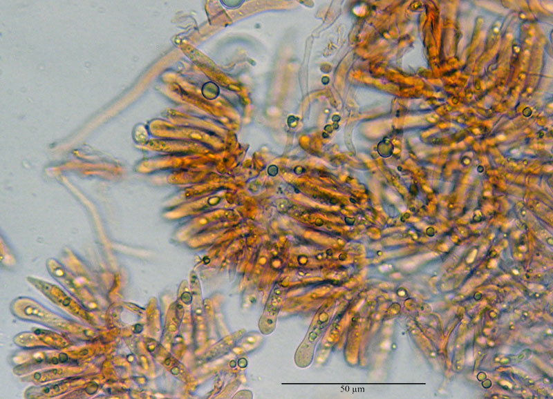 Crinipellis scabella #53448