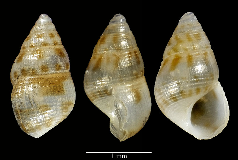 Crisilla semistriata #53309