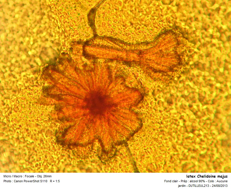 Cristaux Chelidonium majus -Grande Chelidoine #33436