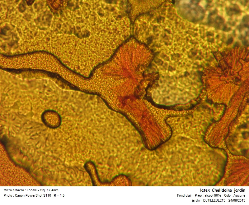 Cristaux Chelidonium majus -Grande Chelidoine #33435