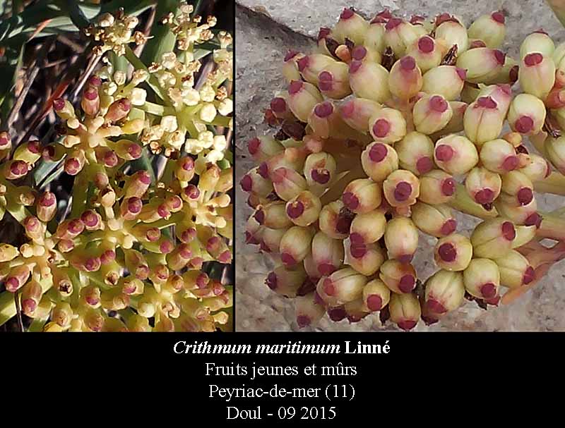 Crithmum maritimum #42268