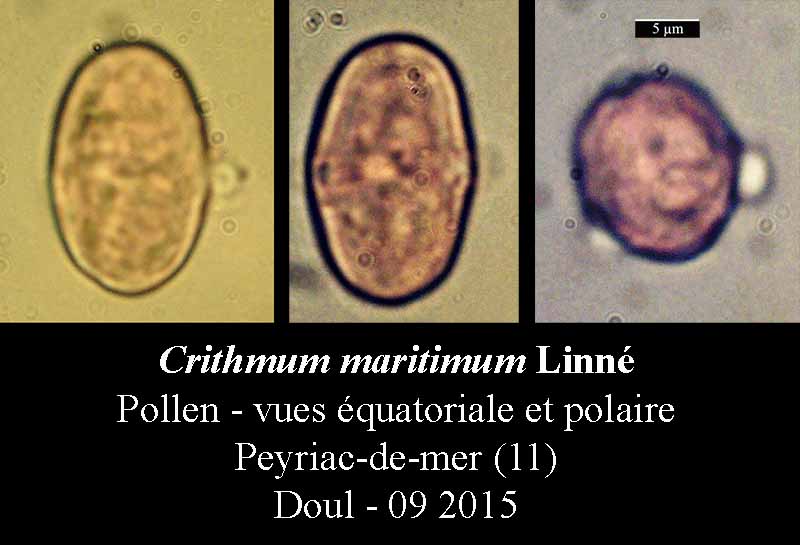 Crithmum maritimum #42271