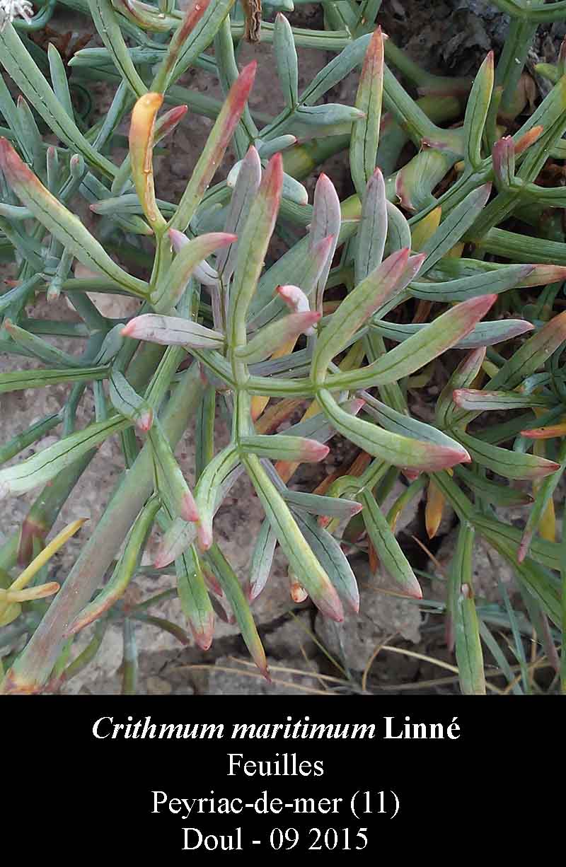 Crithmum maritimum #42266