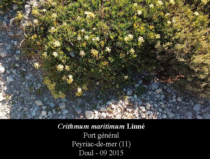 Crithmum maritimum #42265