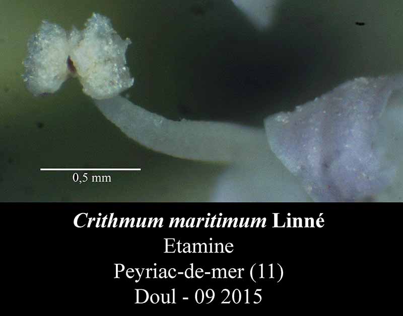 Crithmum maritimum #42269