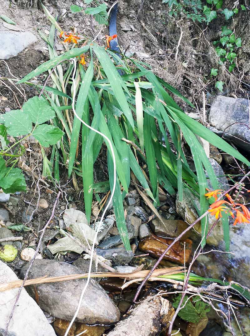 Crocosmia × crocosmiiflora (Lemoine) N.E.Br., 1932 #46898