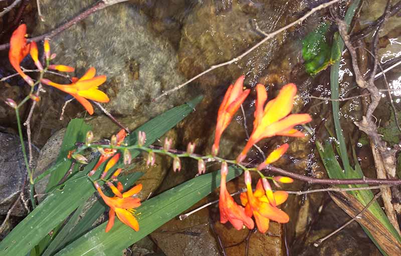 Crocosmia × crocosmiiflora (Lemoine) N.E.Br., 1932 #46900