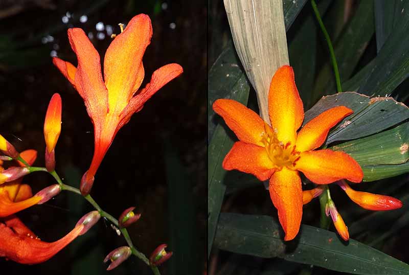 Crocosmia × crocosmiiflora (Lemoine) N.E.Br., 1932 #46901
