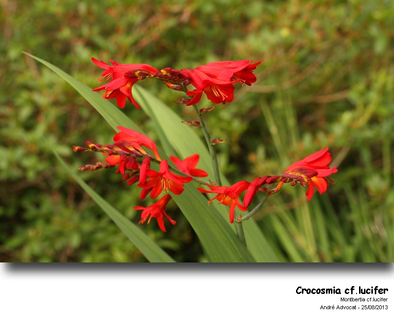 Crocosmia cf.lucifer  (Montbretia cf.lucifer) #33626