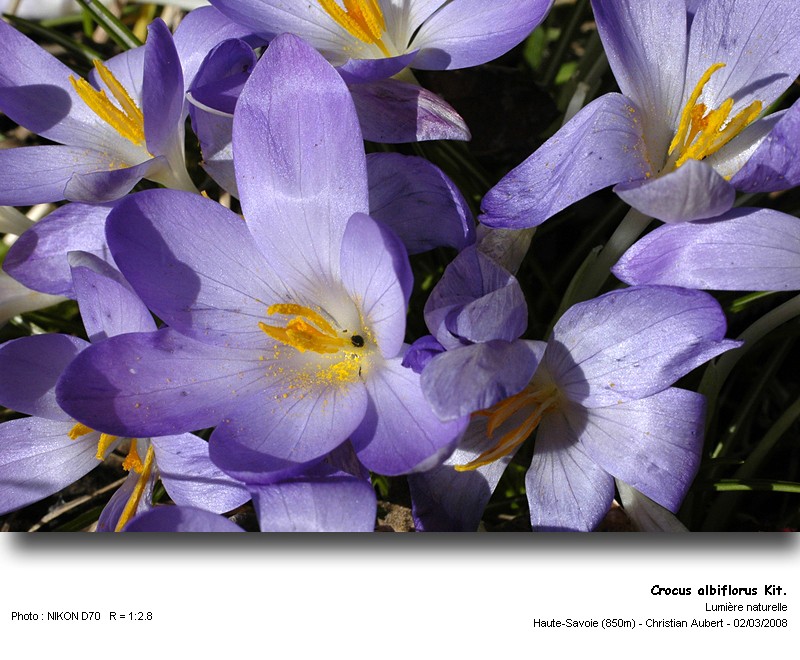 Crocus albiflorus Kit. - Le Crocus du printemps (Iridacées) #2677