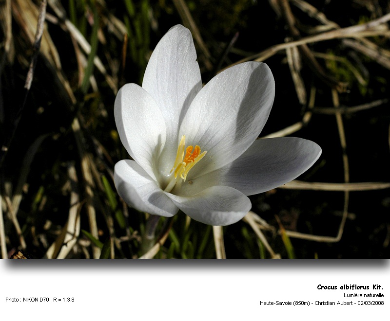 Crocus albiflorus Kit. - Le Crocus du printemps (Iridacées) #2679