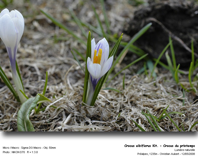 Crocus albiflorus Kit. - Le Crocus du printemps (Iridacées) #3838