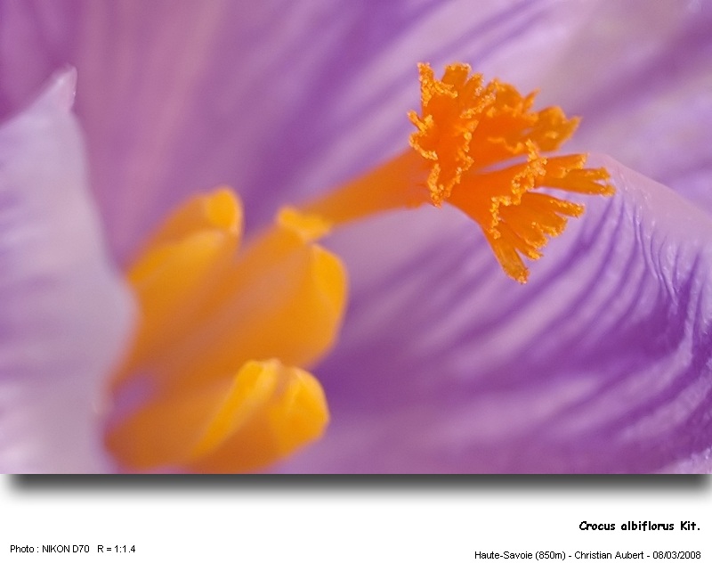 Crocus albiflorus Kit. - Le Crocus du printemps (Iridacées) #2751
