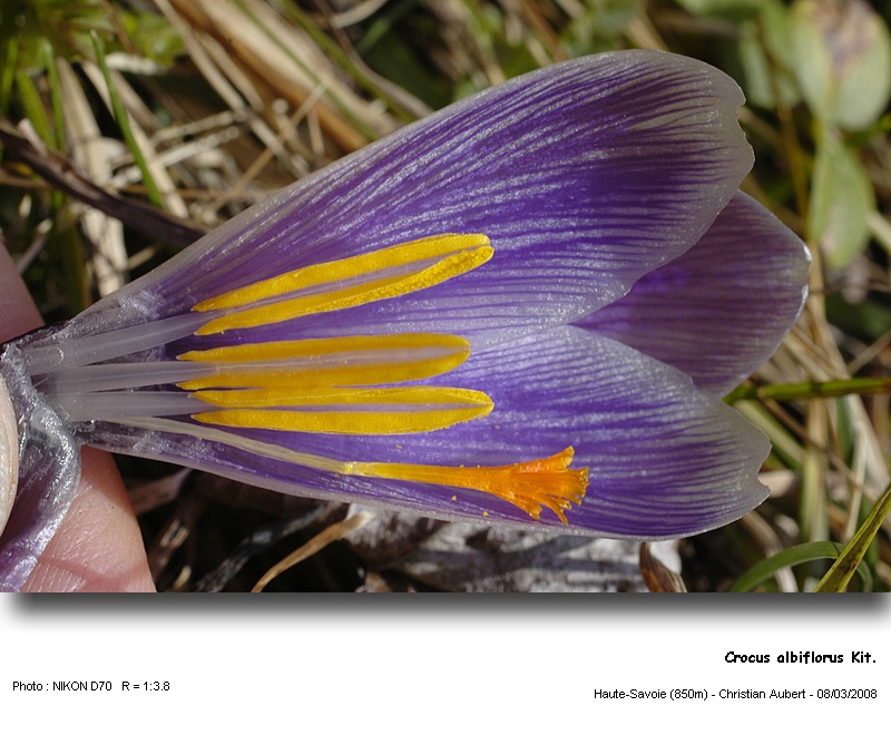 Crocus albiflorus Kit. - Le Crocus du printemps (Iridacées) #2749