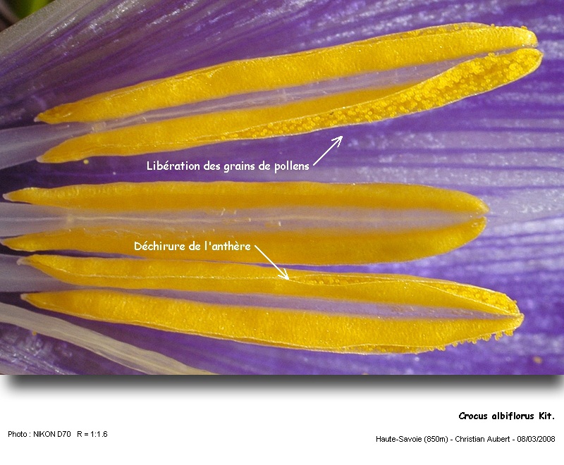 Crocus albiflorus Kit. - Le Crocus du printemps (Iridacées) #2750