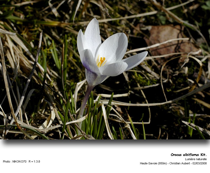 Crocus albiflorus Kit. - Le Crocus du printemps (Iridacées) #2678