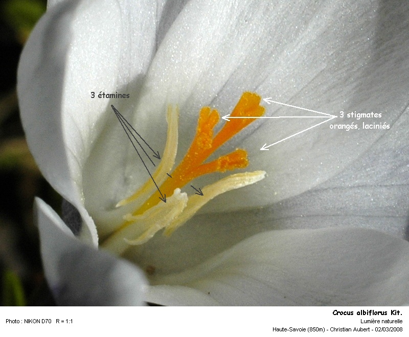 Crocus albiflorus Kit. - Le Crocus du printemps (Iridacées) #2680