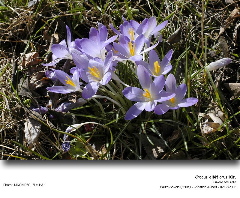 Crocus albiflorus Kit. - Le Crocus du printemps (Iridacées) #2676