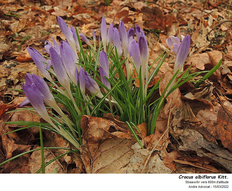 Crocus albiflorus Kit. dans les Vosges #69738