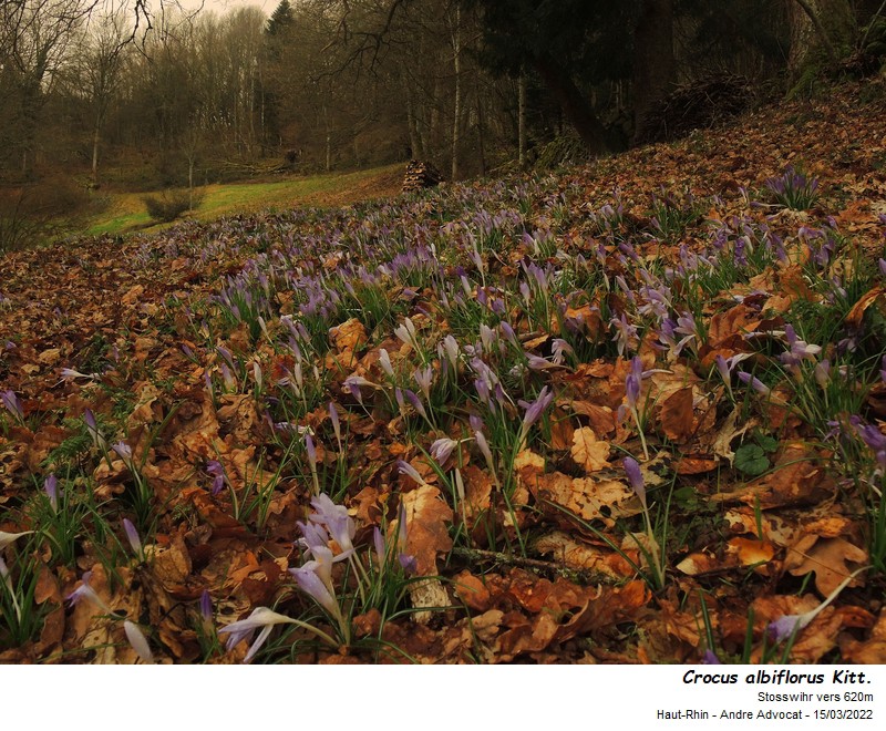 Crocus albiflorus Kit. dans les Vosges #69737