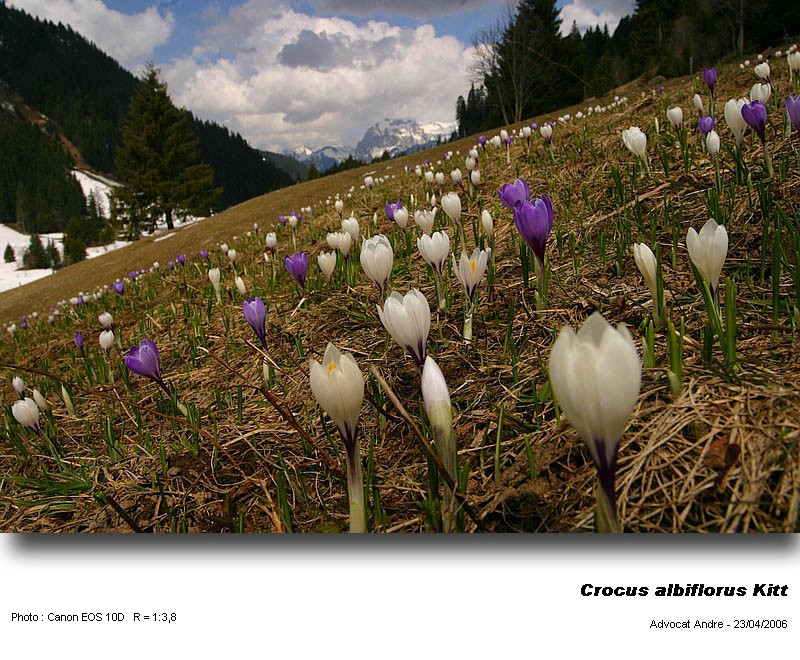 Crocus albiflorus Kit. dans les Vosges #3853