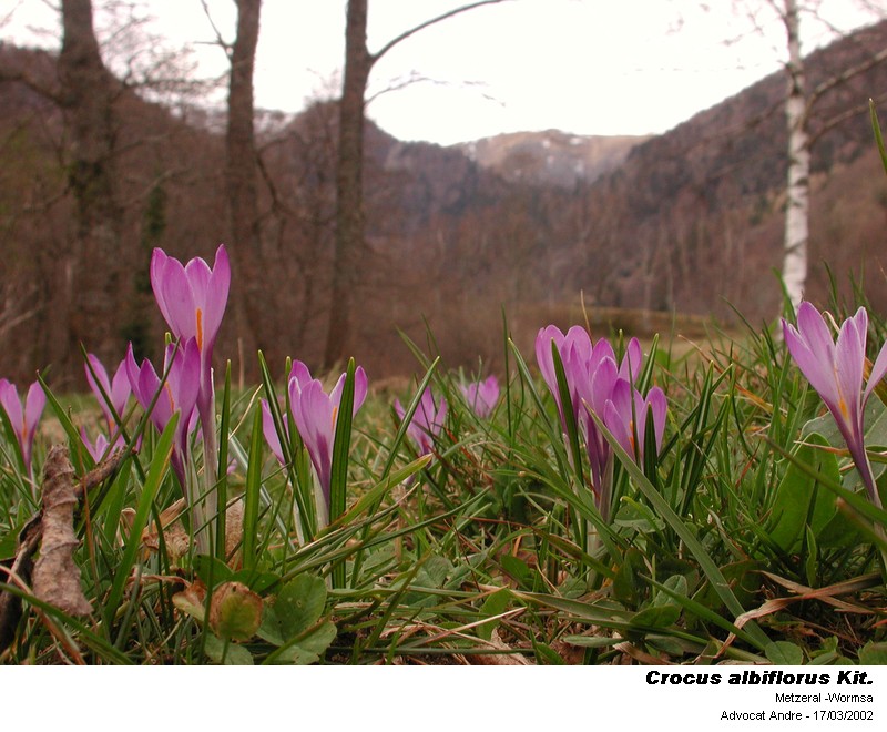 Crocus albiflorus Kit. dans les Vosges #3854