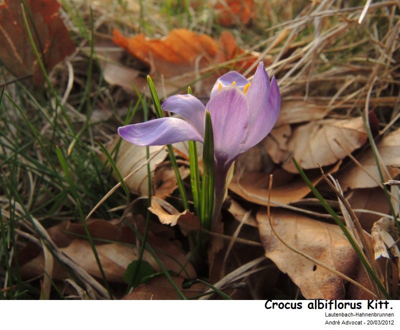Crocus albiflorus Kit. dans les Vosges #78326